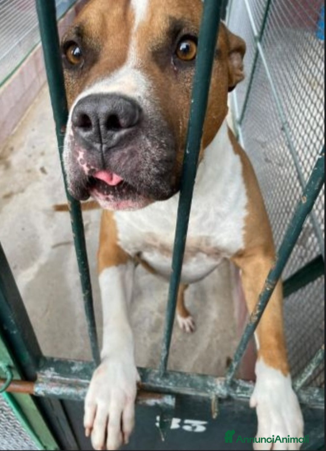 American Staffordshire cani in regalo: Amstaff viveva felice coi bimbi,poi il canile!ROMA a Città metropolitana di Milano - Immagine 1