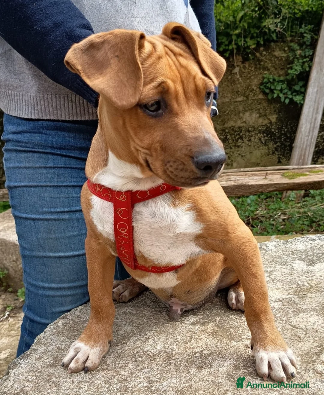 Meticcio cani in regalo: UNA MAMMA PER ARON  - Annuncio 1