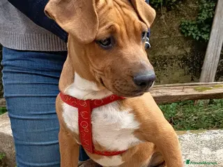Meticcio cani UNA MAMMA PER ARON - Annuncio 41