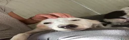 Meticcio cani in regalo: SOS CUCCIOLI a Città Metropolitana di Firenze - Annuncio 5