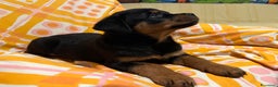 Rottweiler cani in vendita: Rotteiler cuccioli - Annuncio 3
