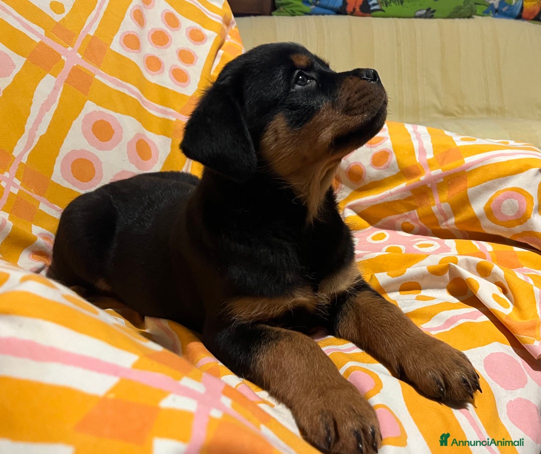 Rottweiler cani in vendita: Rotteiler cuccioli - Annuncio 3