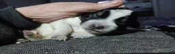 Meticcio cani in vendita: cuccioli di lagotto e kelpie - Annuncio 10