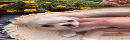 Chihuahua cani in vendita: Bellissimi cuccioli di chihuahua di 3 mesi - Annuncio 5