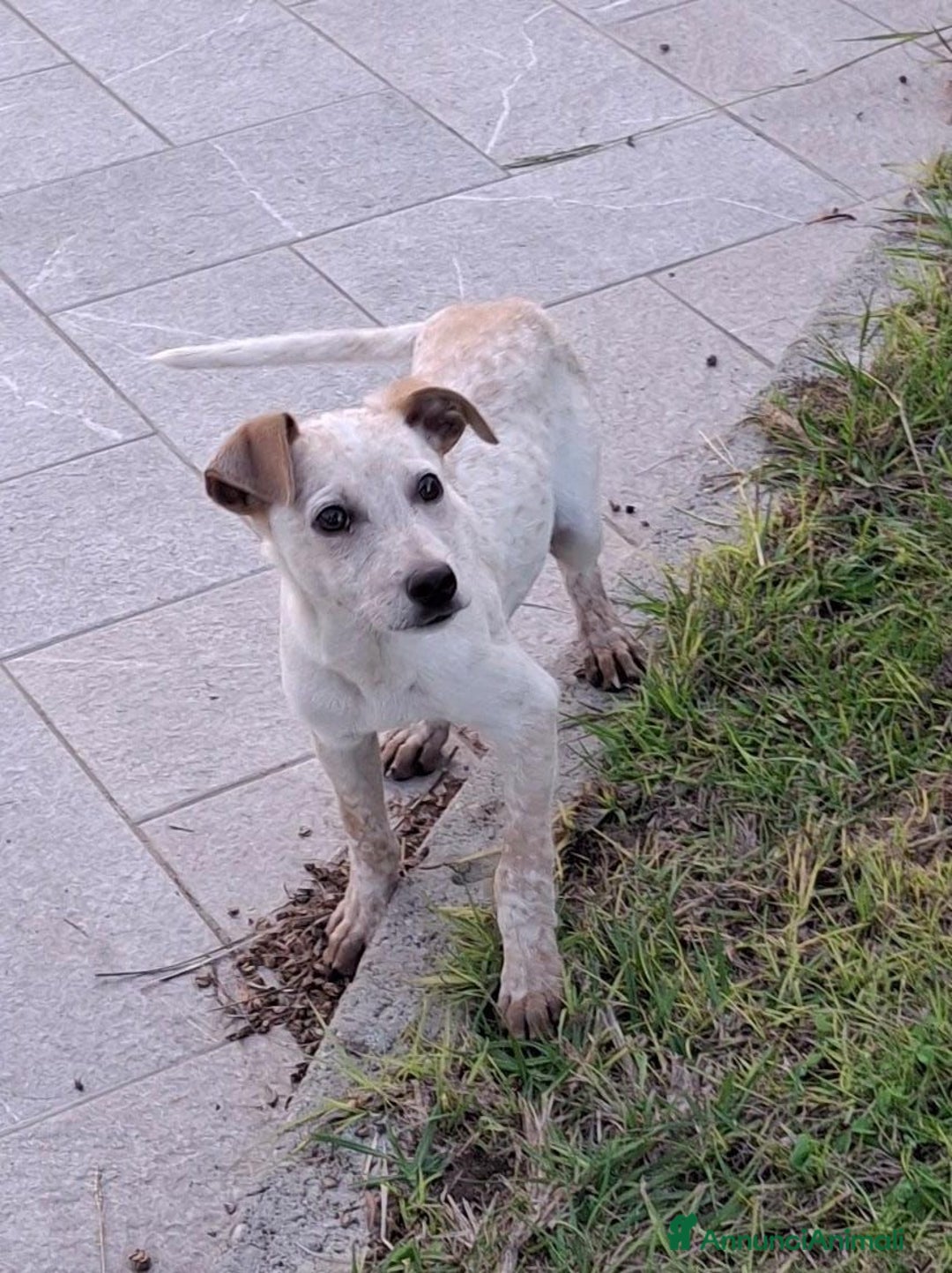 Meticcio cani in regalo: CUCCIOLO 💙 - di nome e di fatto!! Cerca casa 🙏🏻 - Annuncio 4