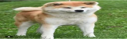 Akita Inu cani in vendita: Cuccioli di Akita Inu - Annuncio 2