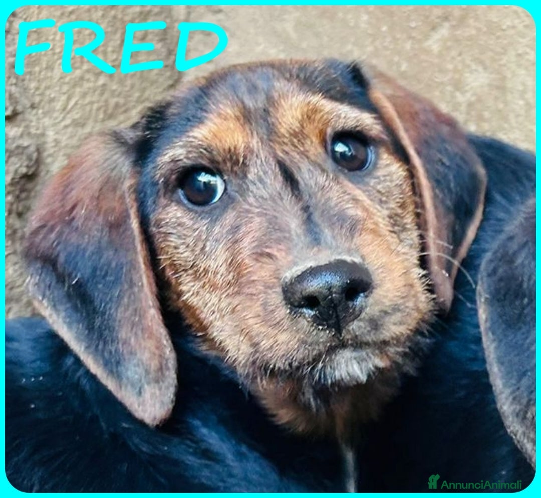 Bassotto cani in regalo: FRED E SAM CUCCIOLI 6 MESI SIMIL BASSOTTINI  - Annuncio 5