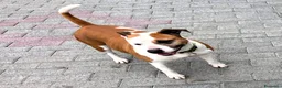 Meticcio cani in regalo: MAYA AMSTAFF - Annuncio 5