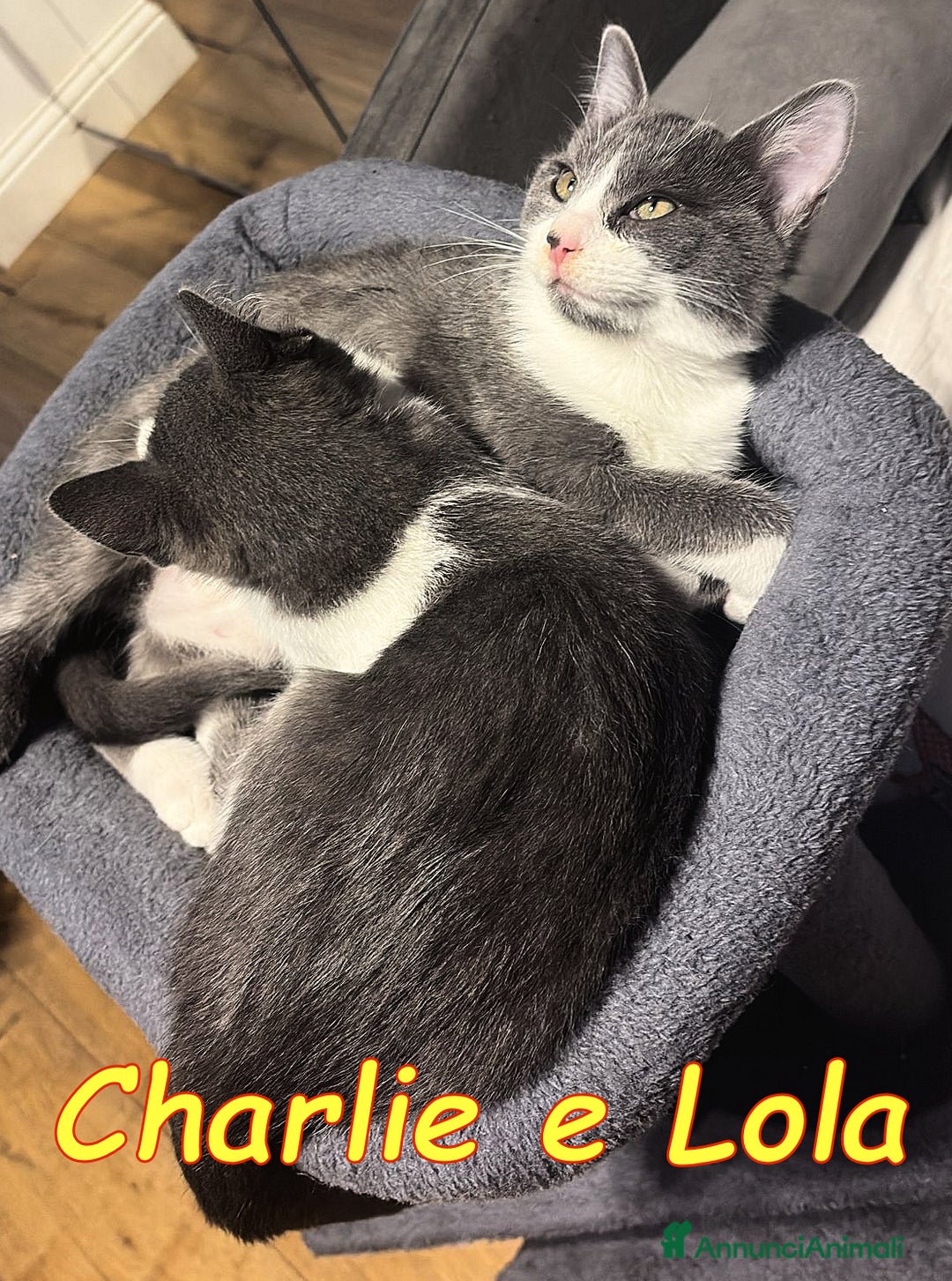 Europeo gatti in regalo: CHARLIE E LOLA SIMILCERTOSINI STUPENDI  - Annuncio 2