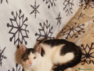 Europeo gatti Gattino di circa 6 mesi cerca casa - Annuncio 2