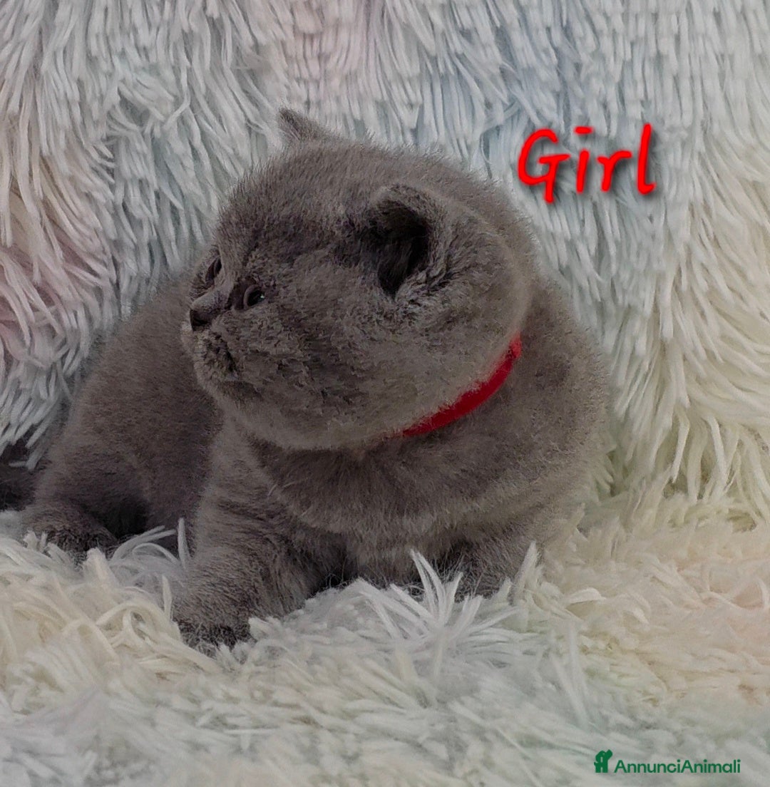 British gatti in vendita: Cucciole British shorthair  - Annuncio 18
