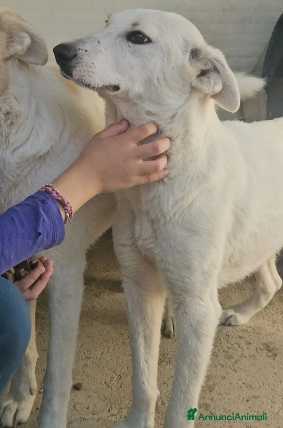 Meticcio cani in regalo: Oipe: docile e socievole. Taglia contenuta  - Annuncio 1