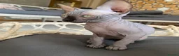 Sphynx gatti in vendita: Cuccioli Sphynks  - Annuncio 29