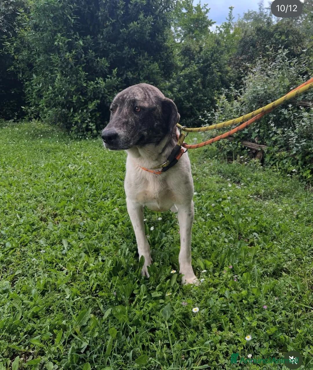 Meticcio cani in regalo: Luna 18mesi tg grande ok gatti rinata! ROMA SOS  - Annuncio 2