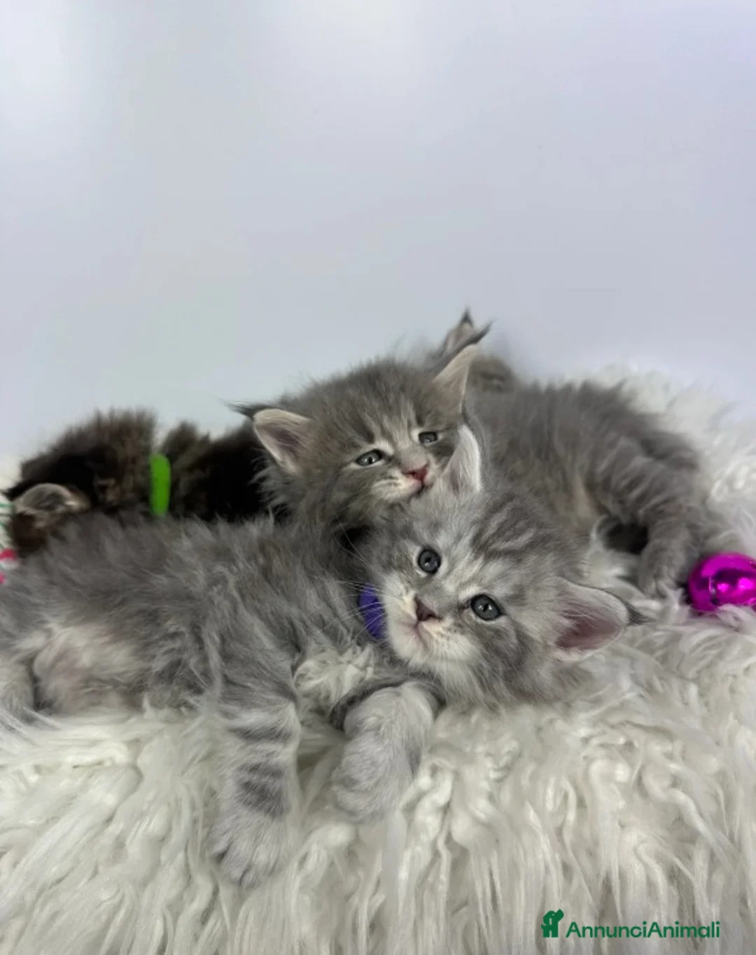 Maine Coon gatti in vendita: 6 splendidi gattini Maine Coon di razza pura - Annuncio 21