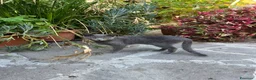 Altre razze gatti in regalo: Bellissimo gatto grigio cerca casa ❤️ - Annuncio 8