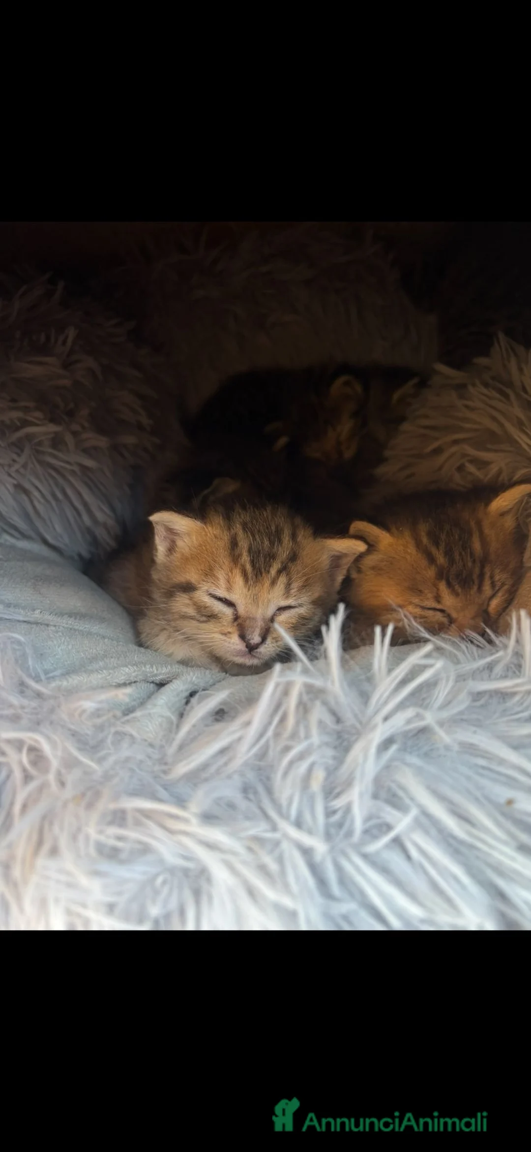 Europeo gatti in regalo: Adozione di 6 gattini  a Provincia di Caserta - Annuncio 6