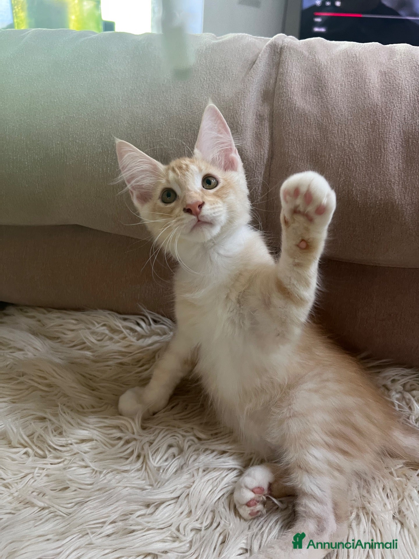 Maine Coon gatti Maine Coon bellissimi  - Annuncio 1