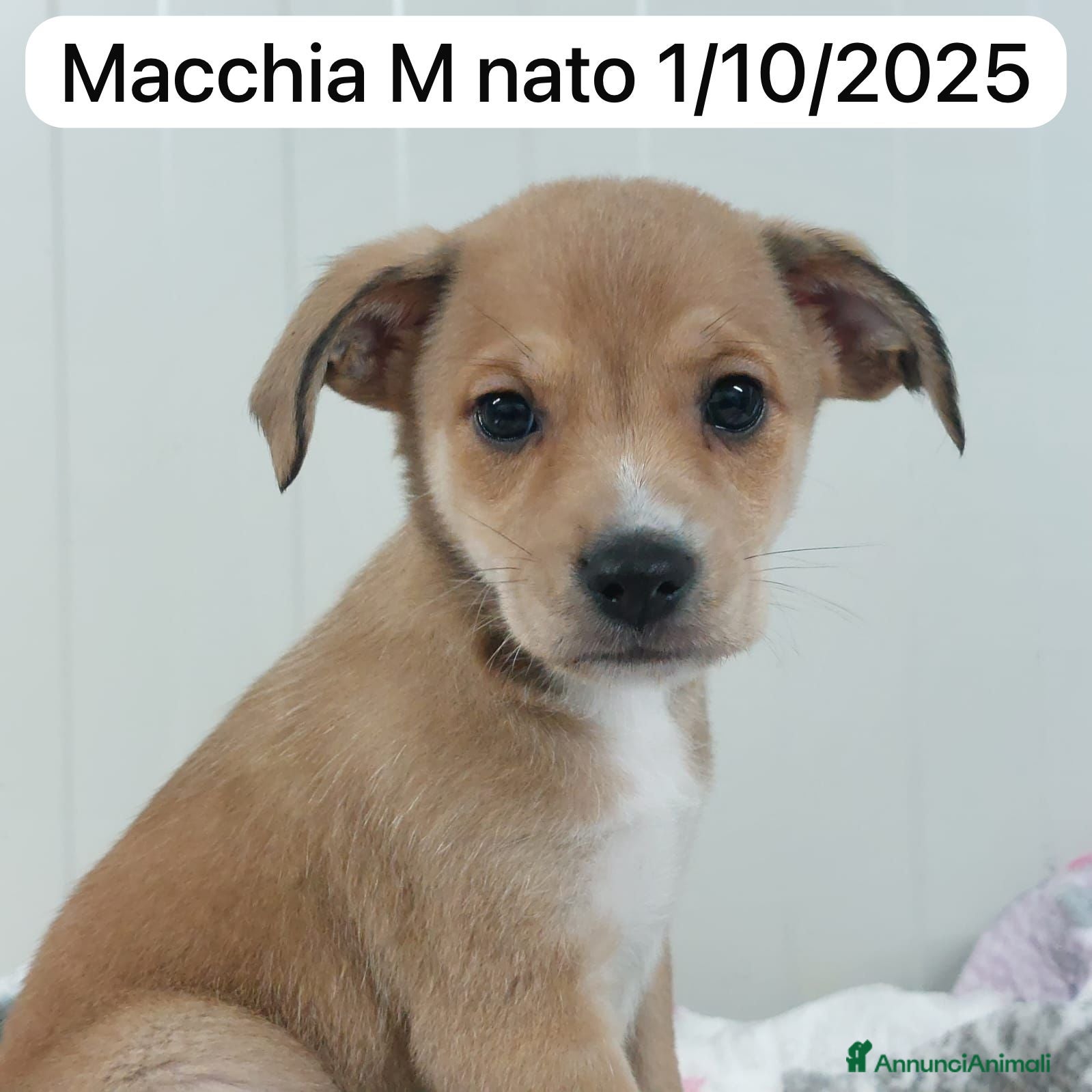 Meticcio cani CUCCIOLO TG P - Annuncio 32