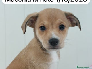 Meticcio cani CUCCIOLO TG P - Annuncio 32