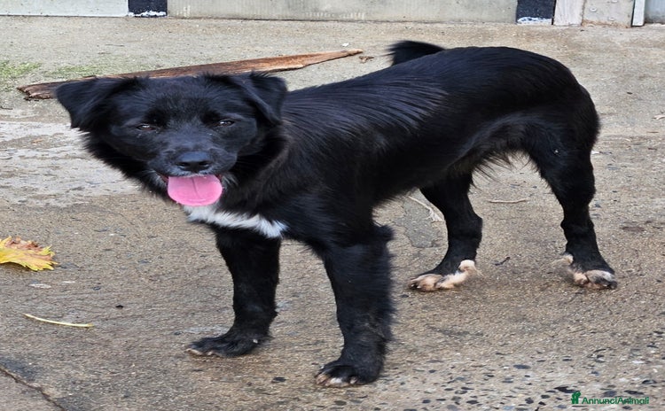 Meticcio cani - Annuncio 8