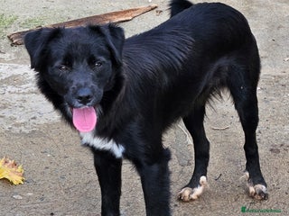 Meticcio cani MILO MIX BORDER COLLIE - Annuncio 6