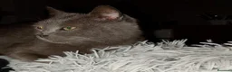 Meticcio gatti in regalo: GATTI ADULTI DOLCISSIMI - Annuncio 2