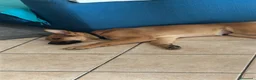 Pastore Belga cani in regalo: regalo cucciolo malinois, australiano incrocio a Provincia di Reggio Emilia - Annuncio 3