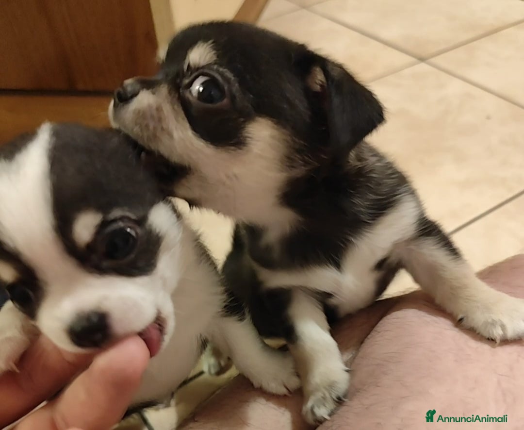 Chihuahua cani in vendita: Cucciolo Chihuahua - Annuncio 2