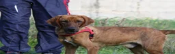 Meticcio cani in regalo: Giordan in adozione - Annuncio 1