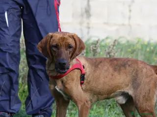 Meticcio cani Giordan in adozione - Annuncio 3