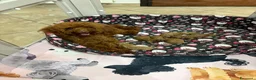 Barboncino Toy cani in vendita: Barboncini fulvi Toy con pedegree Enci  a Città Metropolitana di Torino - Annuncio 2