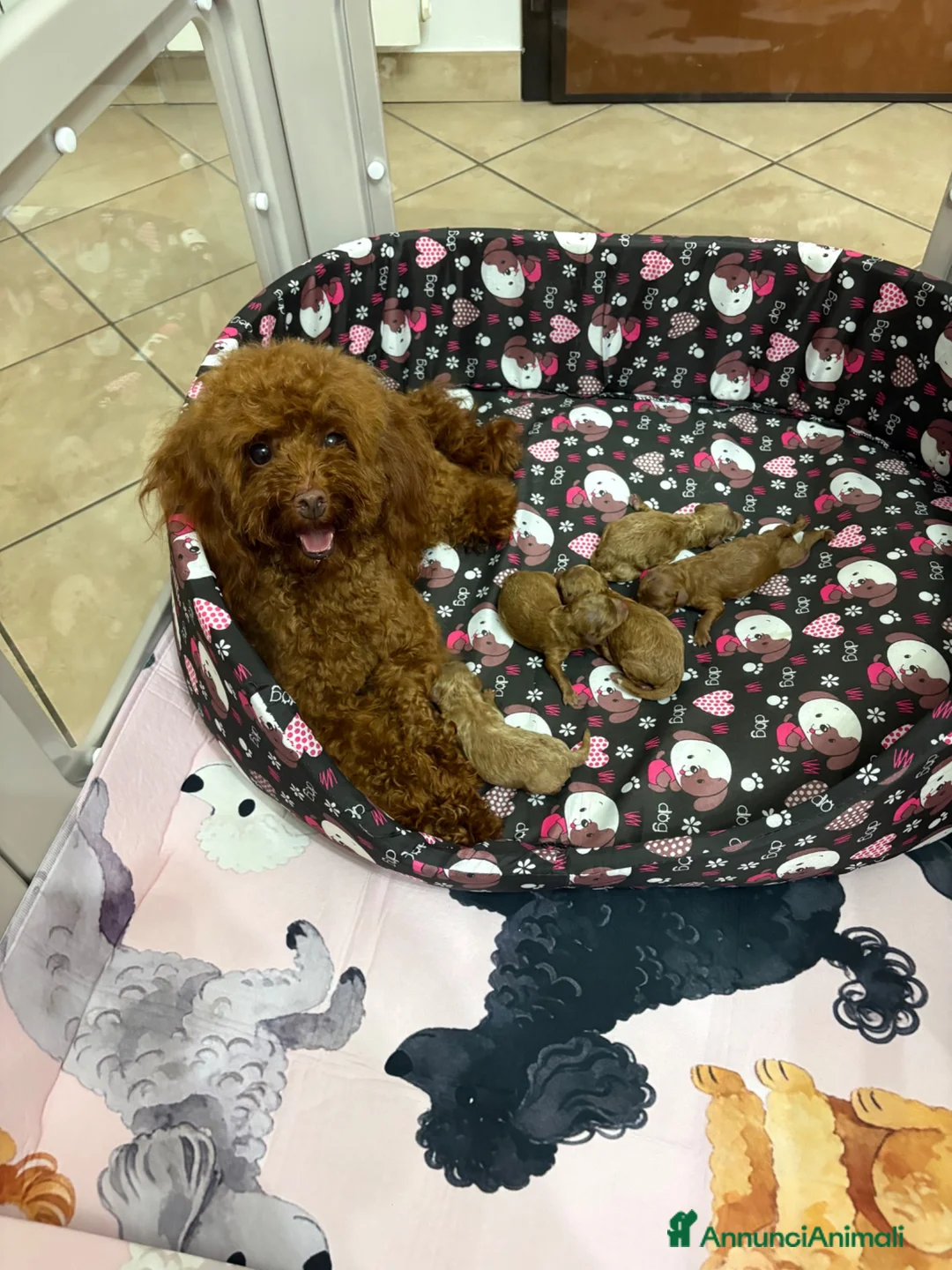 Barboncino Toy cani in vendita: Barboncini fulvi Toy con pedegree Enci  a Città Metropolitana di Torino - Annuncio 2