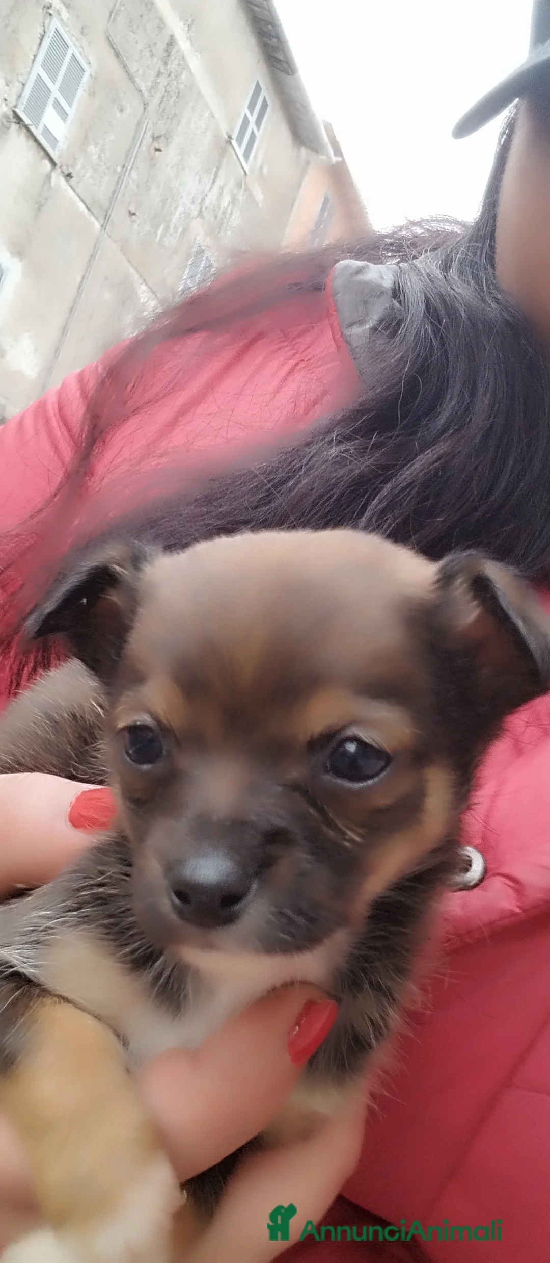 Chihuahua cani in vendita: Chiuwaua mini Toy  a Città metropolitana di Roma Capitale - Annuncio 1