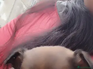 Chihuahua cani Chiuwaua mini Toy a Città metropolitana di Roma Capitale - Annuncio 1