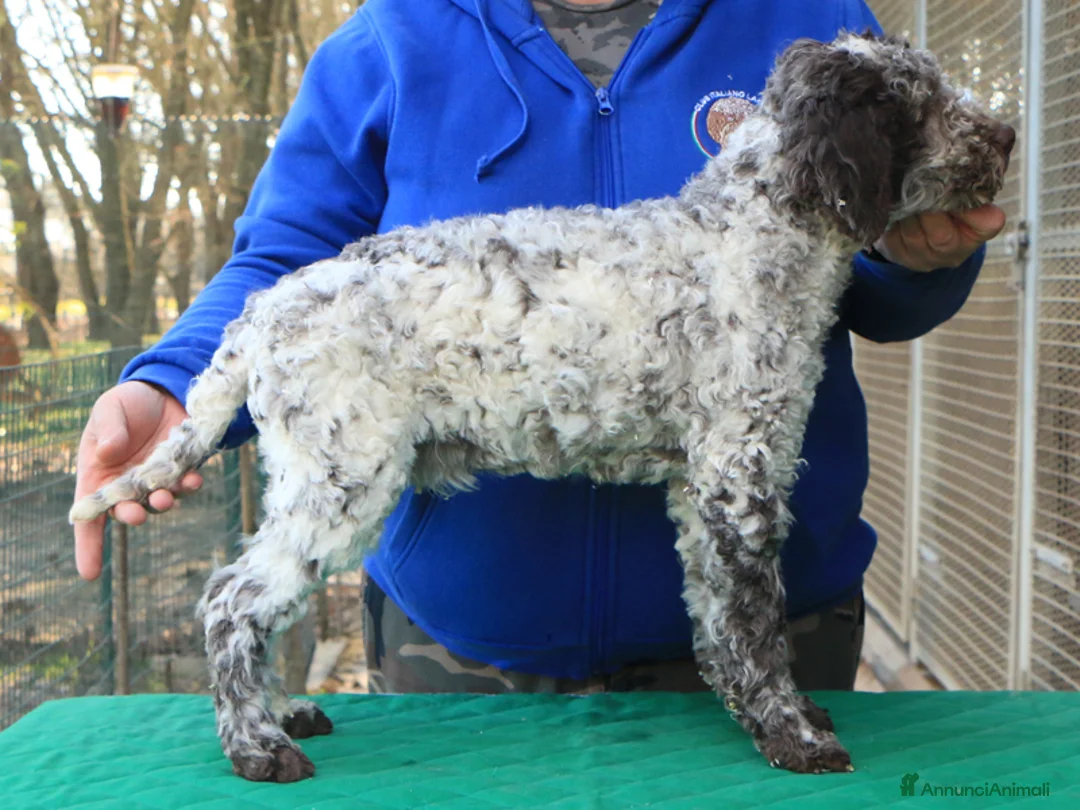 Lagotto cani in vendita: Lagotto romagnolo cucciolo - Annuncio 4