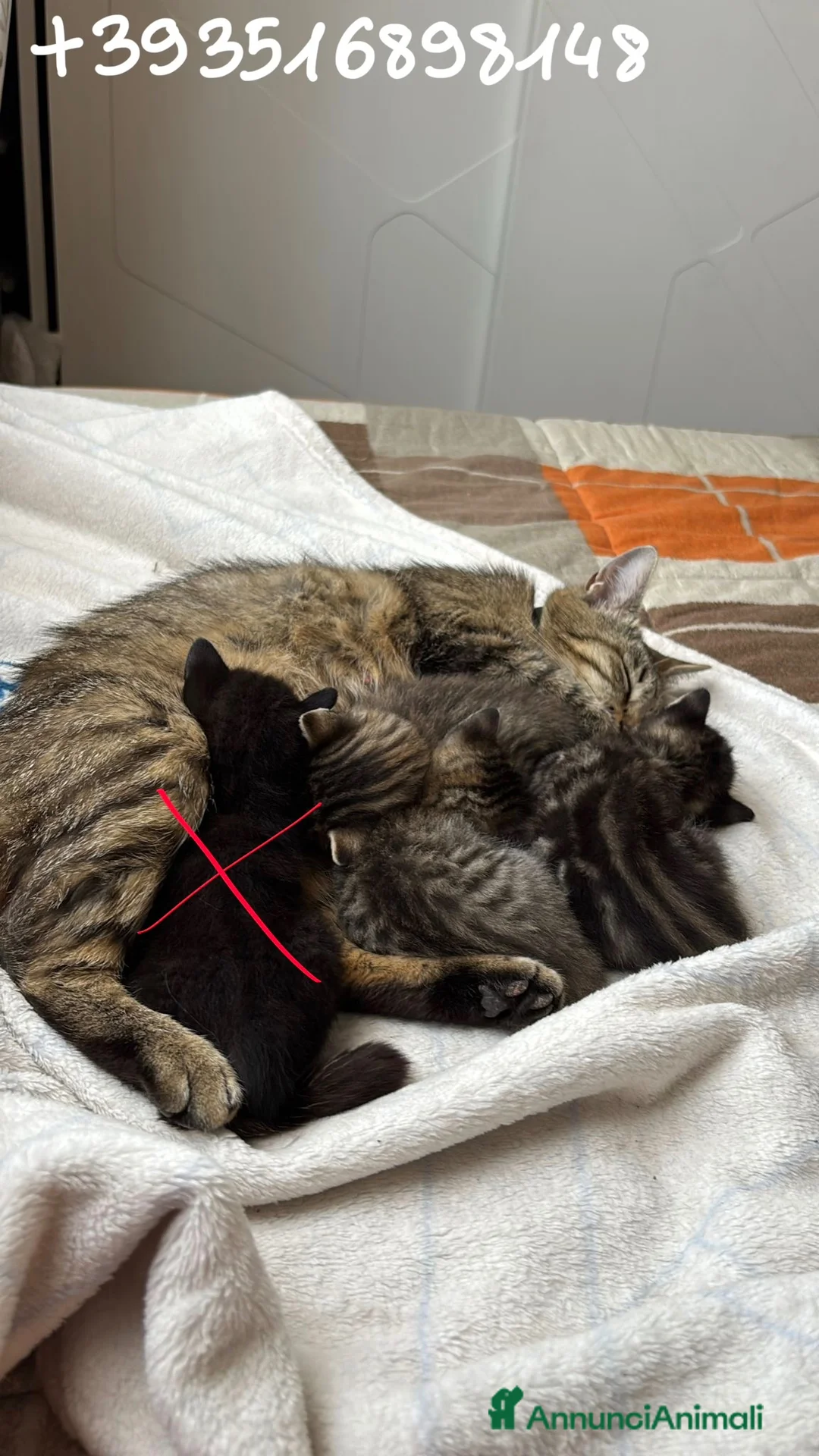Europeo gatti in regalo: GATTINI IN REGALO a Provincia di Parma - Annuncio 1