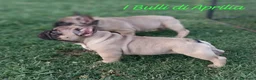 Bulldog Francese cani in vendita: Bulldog Francese  - Annuncio 5