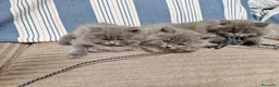 British gatti in vendita: 4 cuccioli di britsh longhair  - Annuncio 4