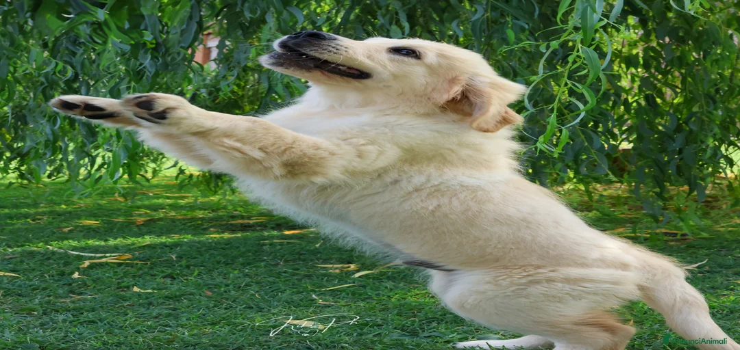 Immagine della galleria {{count}}