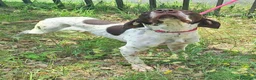 Bracco cani in regalo: Goya 3 anni bracco  - Annuncio 5