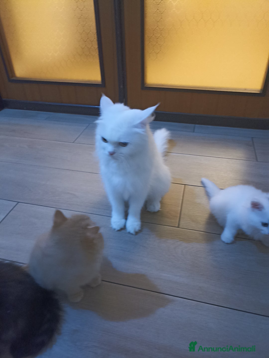 Angora turco gatti in vendita: CUCCIOLATA ANGORA TURCO  - Annuncio 7