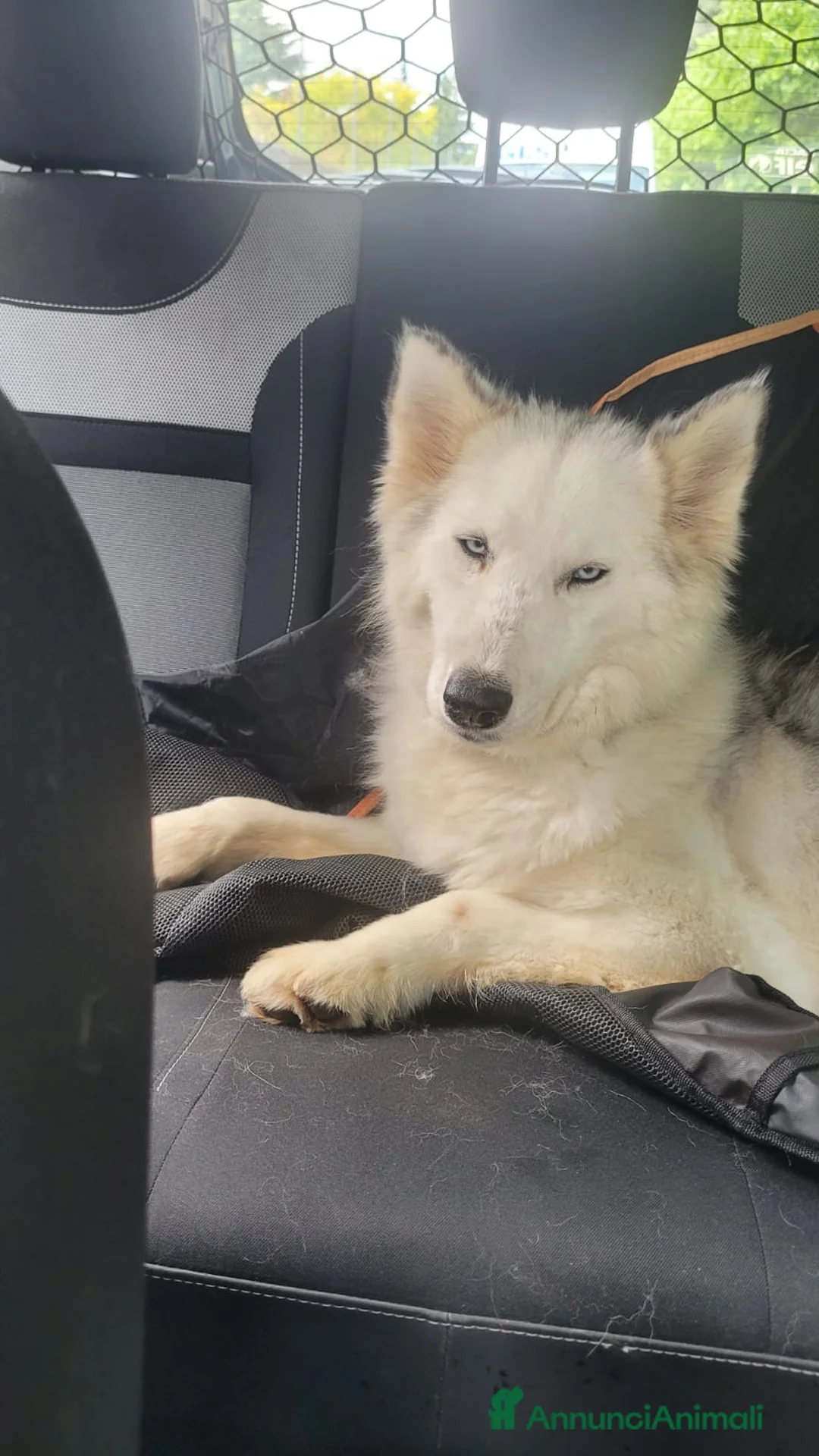 Husky cani in regalo: Donut, una dolcezza di Husky - Annuncio 2