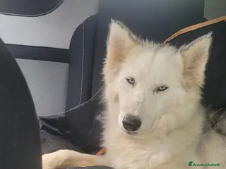 Husky cani Donut, una dolcezza di Husky - Annuncio 2