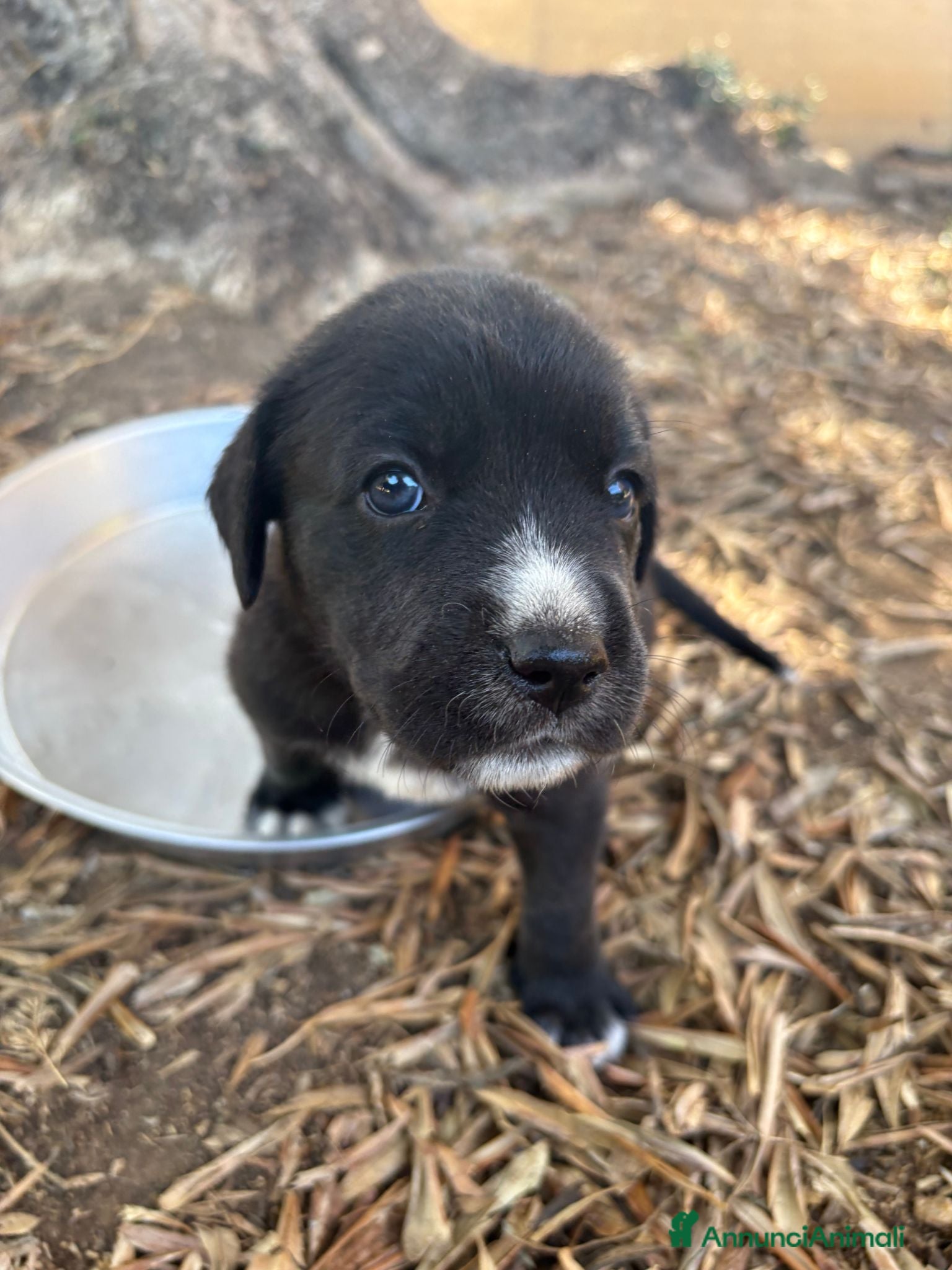Meticcio cani REGALASI CUCCIOLI FUTURA TAGLIA MEDIA - Annuncio 2