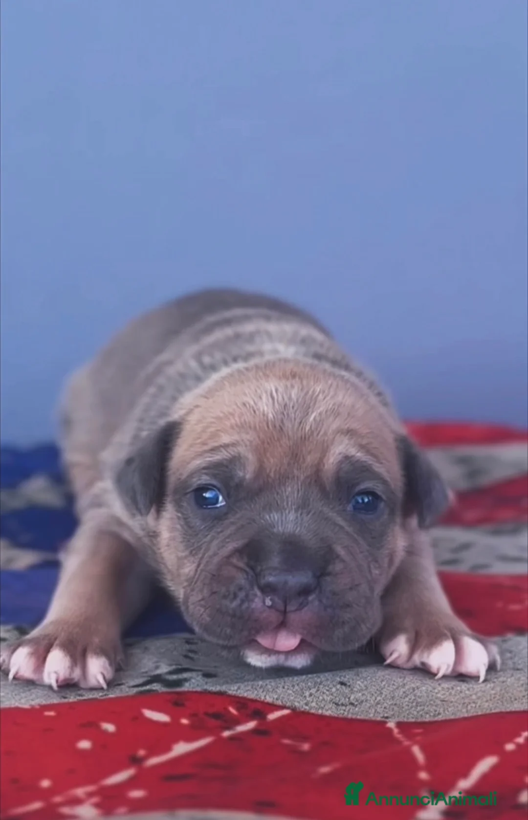 American Staffordshire cani in vendita: Amstaff cuccioli blu fawn - Annuncio 2