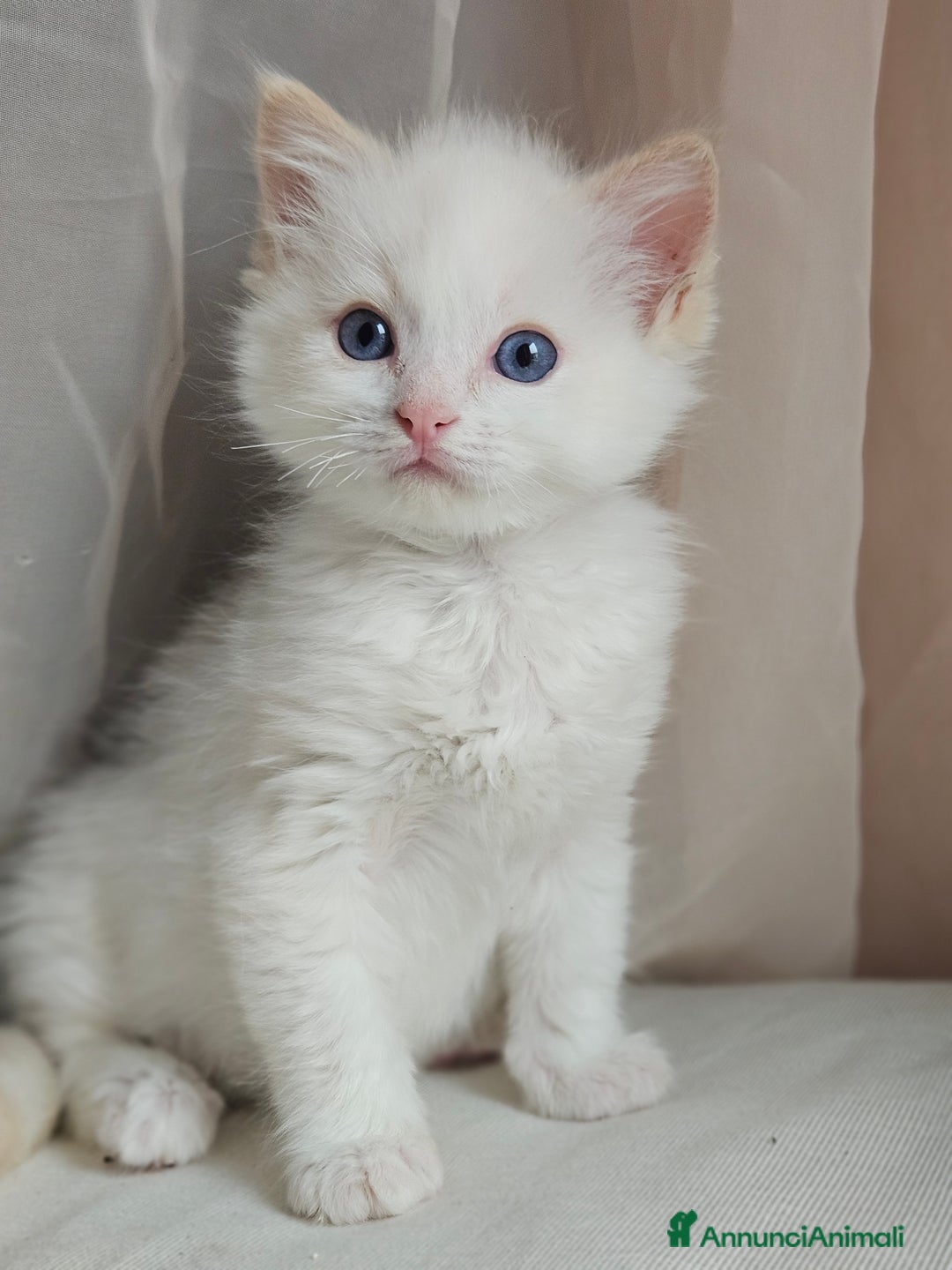 Ragdoll gatti in vendita: Stupenda cucciolata Ragdoll - Annuncio 2