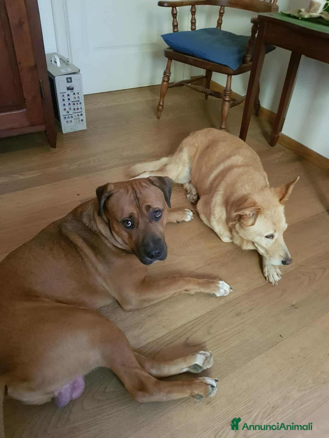 Cane Corso cani in regalo: OSCAR, simpaticissimo MOLOSSINO! - Annuncio 15