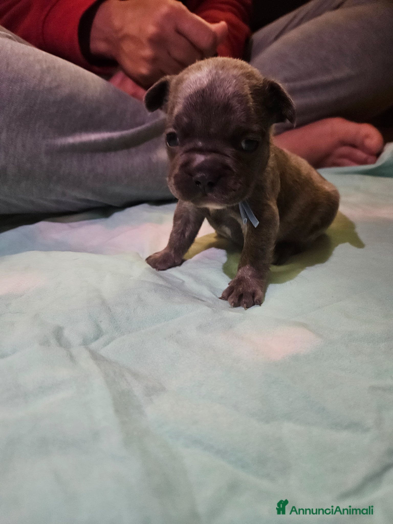 Bulldog Francese cani in vendita: Cuccioli bulldog francese fluffy - Annuncio 15