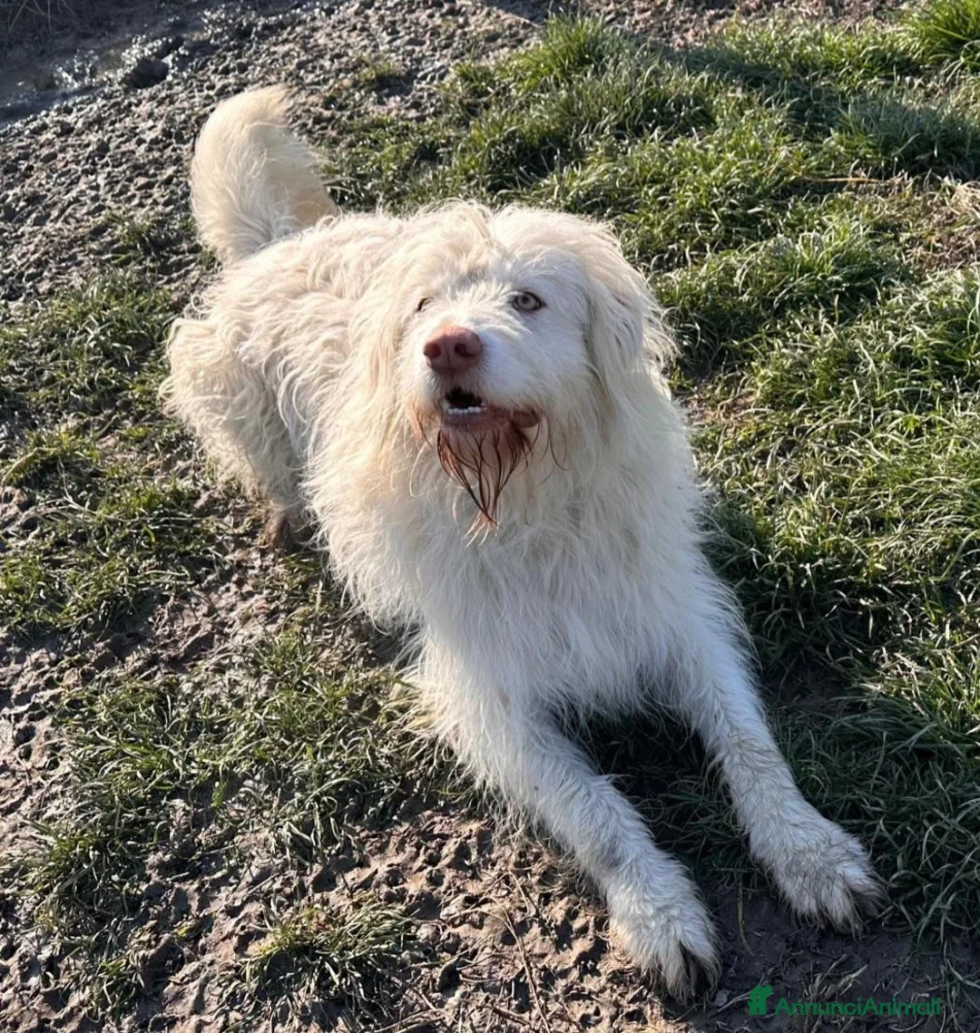Meticcio cani in regalo: BUTTATO VIA DALLA SUA FAMIGLIA  a Città Metropolitana di Bologna - Annuncio 2